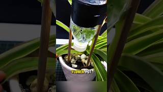 DIY Drip Irrigation [upl. by Ebner32]