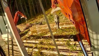 Tigercat Buncher Operator Filling In On The 5040 Shovel To Keep Wood Moving On The Link Belt Side [upl. by Itnavart]