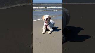 Luna am Strand in Nordholland  Lagotto Romagnolo [upl. by Zetnahs]