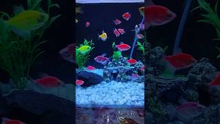 Beautiful freshwater widow tetra shorts freshwaterfish widowtetra aquarium [upl. by Ilac]