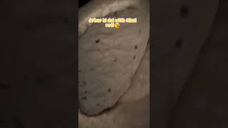 missi roti with Arhar dal 🧿😘LikeShareSubscribe [upl. by Buffum]