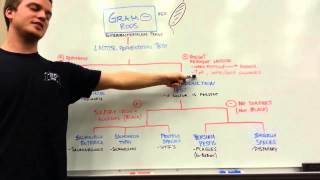 How to distinguish GRAM NEGATIVE RODS [upl. by Pritchett]