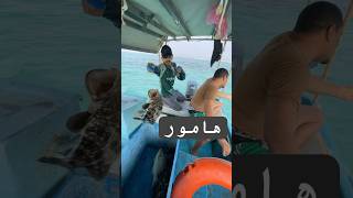 هامور fishing صيد سمك savetheworld بحر [upl. by Eelesor]