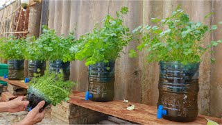 Amazing  Growing coriander at home with water [upl. by Alehcim387]