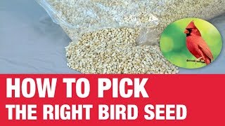 How To Pick Bird Seed  Ace Hardware [upl. by Lachus]