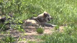 Mexican Wolf  Canis lupus baileyi [upl. by Terris]