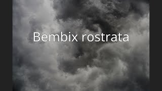 Bembix rostrata [upl. by Doble]