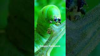 Destroyer of Gardens… the Tomato Hornworm garden gardening hornworm gardeningtips tomato [upl. by Yentrac]