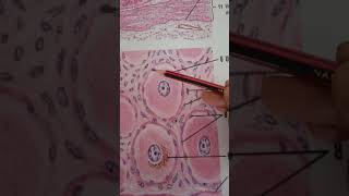 Spinal Ganglion  Histology Nervous tissue [upl. by Dnomaid441]