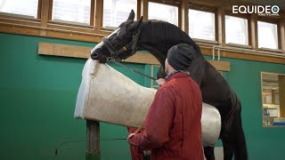 Les fabuleux étalons de dressage du Haras de Malleret [upl. by Murrah]