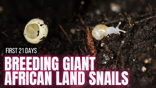 My Giant African Land Snails Laid Eggs amp This Is What Happened [upl. by Qidas]