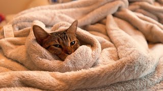 Cozy Genetta Cat Wrapped in Blankets【Genetta  Munchkin  Bengal】 [upl. by Laon]