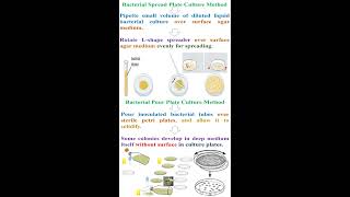 Different between Bacterial Spread Plate and Pour Plate Culture Methods geneticteacher [upl. by Anihsit]