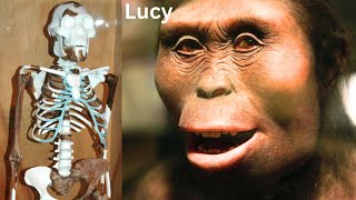 Lucy the Most Important Link of Human Evolution  New Findings [upl. by Dardani]