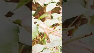 My garden Lizard nature video love [upl. by Ydnab]