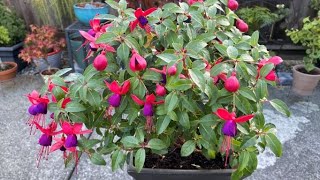 Bringing A Fuchsia Indoors For Winter [upl. by Gabe]