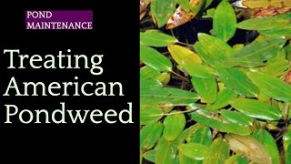 205 Successfully Treating American Pondweed with Tsunami DQ Aquatic Herbicide [upl. by Eniawed818]