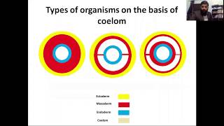 acoelomates pseudocoelomates coelomates schizocoelous and enterocoelous coelom formation [upl. by Dachi]