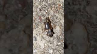 Weevil weevil weevils insect insectworld natureinsects insectvideos insectlovers ytvideo yt [upl. by Caroline]