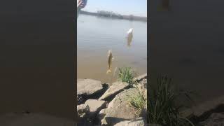 pesca en el rio parana de las palmas 🎣 [upl. by Solrac]