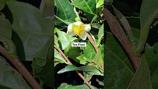 Camellia sinensis nature Tea plant [upl. by Anialram]