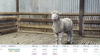 Baderloo 2024 Ram Sale Lot 12 Tag 230193 [upl. by Emarej]