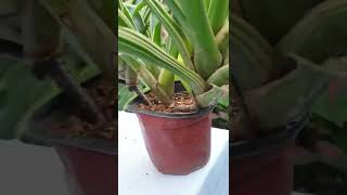 Need To Pot Up Bromeliad Pups shorts plants bromeliads [upl. by Skees]