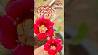 Adenium floribunda heavy blooming variety😄❤️❤️ [upl. by Rotman]