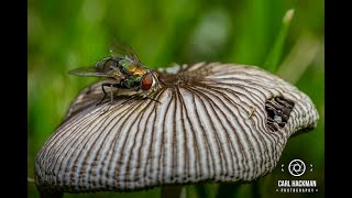 Macro Photography Canon EF 100mm f28L Macro  Pt 3  Adding Flash [upl. by Anyel]