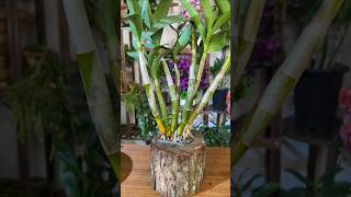 great tips propagation dendrobium plant from cutting branches short plant orchid [upl. by Dellora]