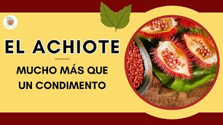 EL ACHIOTE Mucho Más que un CONDIMENTO [upl. by Denie]