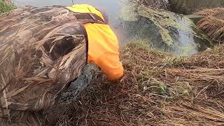 Beaver trapping with the AampJ skinning machine crew [upl. by Anthony]