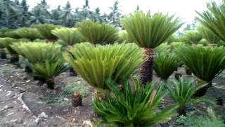 Cycas revoluta  Rajkumar nursery  groud level view [upl. by Andrej998]