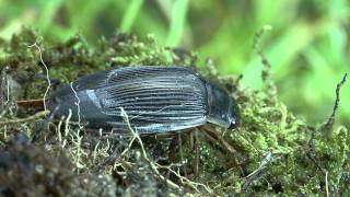 metamorphosis of Dytiscus marginalis [upl. by Leaffar67]