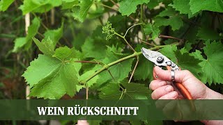 Sommer Beschnitt am Wein  Wann und wie beschneidet man Wein [upl. by Clougher]