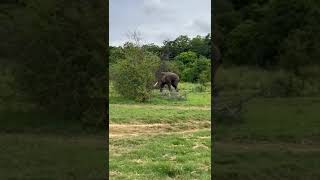 A rare scene  A giant Tusker at Udawalawa National Park [upl. by Andersen]