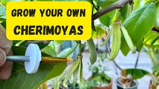 Cherimoya Growing  Easy Hand Pollination for the Beginner [upl. by Nissy]