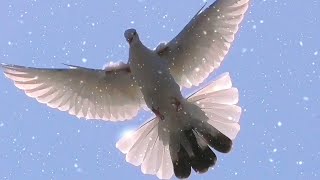 Голуби Игра Винт Друзья оцените как они вамPigeons Vint game Friends rate how they are to you [upl. by Enilrahc]