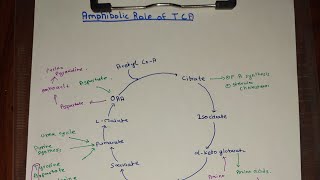 2dAmphibolic role of TCA CycleCarbohydrate Metabolism [upl. by Rafi]