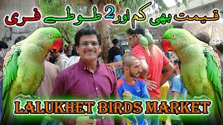 Lalukhet Exotic Parrots and Rare Birds Market Karachi 2172024 Latest Update in Urdu  سوق الطيور [upl. by Erinn]