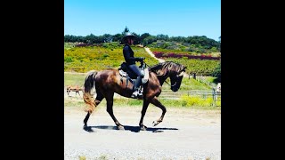 The Saddle GaitSaddle Rack Description Gaited Horse Training [upl. by Nolat]