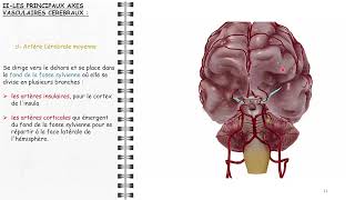 ANATOMIE FMPM VASCULARISATION CÉRÉBRALE [upl. by Gnilrad478]