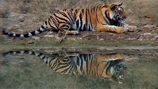 India Bandhavgarh [upl. by Naval]