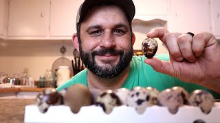 Hatching Quail Eggs Can Be Simple [upl. by Kilbride]