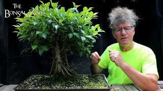 Pruning My Ficus microcarpa From Seed The Bonsai Zone July 2022 [upl. by Nivan693]