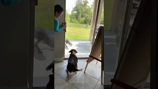 Episode 45  funny dogs 🤣🤣dog dogs funnydogs funnypetsmoments funnyvideo foryou [upl. by Ziguard]