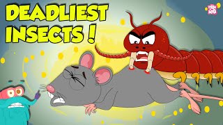 Deadliest Insects in the World  Centipede vs Earwig  Dangerous Insects amp Bugs  Dr Binocs Show [upl. by Nicol]