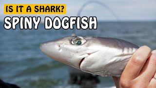 Spiny Dogfish  Fishing with Rod [upl. by Eeroc]