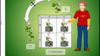 cbse class 10 Heridity and Evolution mandel experiments and sex determination animated video [upl. by Baxy]