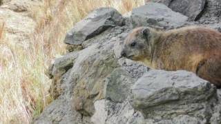 Tree hyrax call [upl. by Christal]